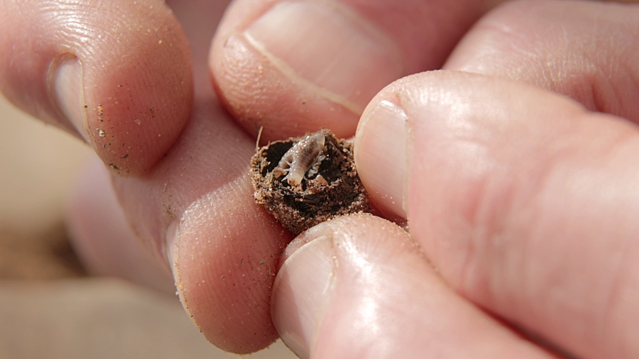 Study shows the impact of climate change on dung beetles
