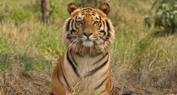 ‘It was not an easy decision’: escaped tiger, Sheba, shot dead